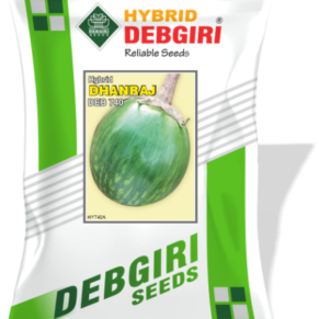 Brinjal Seed  (Big Round Green With Stripe) Dhanraj