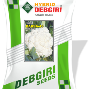 Cauliflower Seed Daksa 45