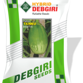 Brinjal Seed (Big Oval Green With Stripe) Tannu